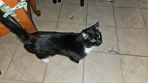 Lost Male Cat last seen 49th Street and Colley Ave, Norfolk, VA 23508