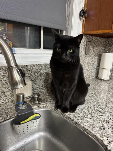 Lost Male Cat last seen Dunklee Ln and West Street, Garden Grove, CA 92840