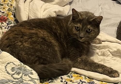 Lost Female Cat last seen Furr Rd, Piedmont, SC 29673