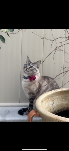 Lost Female Cat last seen Sweetwater rd, Spring Valley, CA 91978