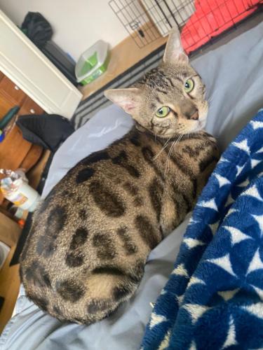 Lost Female Cat last seen Tisdall st and w 54 ave, Vancouver, BC V6P 1M2