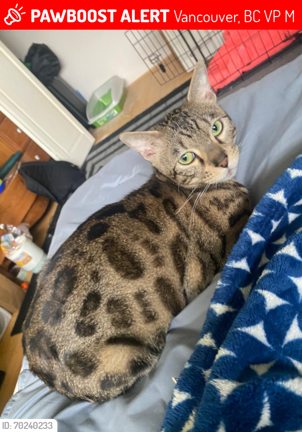 Lost Female Cat last seen Tisdall st and w 54 ave, Vancouver, BC V6P 1M2