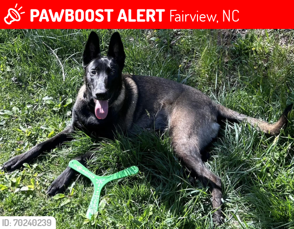 Deceased Male Dog last seen Number 9 Rd and Emma's Grove Rd in Fairview, NC 28730, Fairview, NC 28730