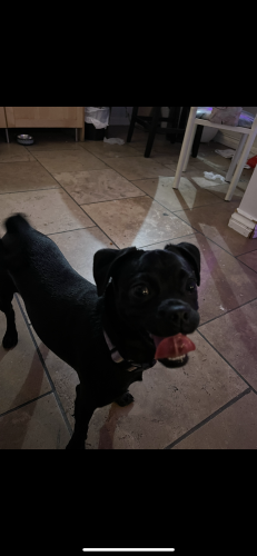 Lost Female Dog last seen West 17th st and Longwood ave , Los Angeles, CA 90019