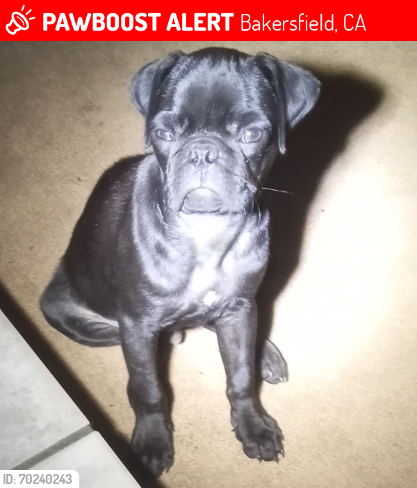 Lost Male Dog last seen Planz Road & Real Road, Bakersfield, CA 93309
