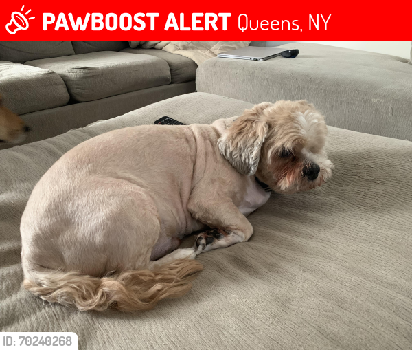 Lost Male Dog last seen Linden Blvd , Queens, NY 11412
