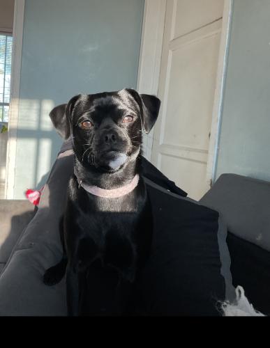 Lost Female Dog last seen Longwood and 17th by the police station , Los Angeles, CA 90019