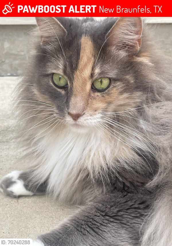 Lost Female Cat last seen Solms preserve off 725 FM New Braunfels Tx 78130, New Braunfels, TX 78130
