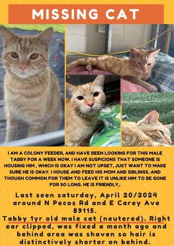 Lost Male Cat last seen N Pecos Rd & E Carey Ave, Las Vegas, NV 89115