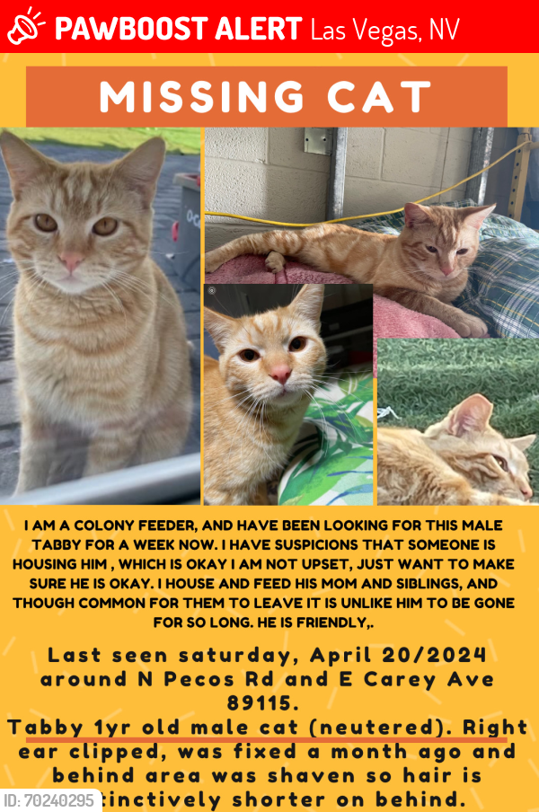Lost Male Cat last seen N Pecos Rd & E Carey Ave, Las Vegas, NV 89115