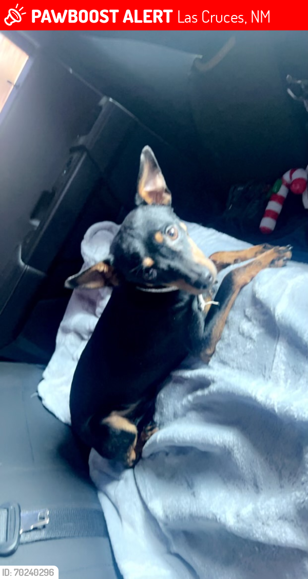 Lost Male Dog last seen Discount tire on telshor, Las Cruces, NM 88011