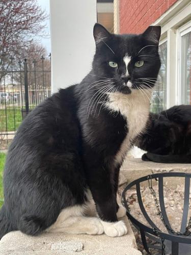 Lost Male Cat last seen N. Hamlin Ave and W. George St., Chicago, IL 60618