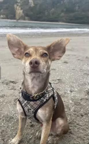 Lost Male Dog last seen Calle Occidental , Stinson Beach, CA 94970