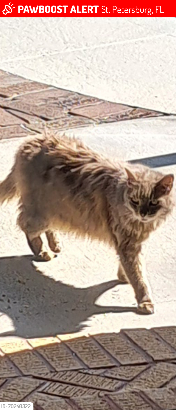 Lost Female Cat last seen 2nd Ave. N. and Eden Lane, St. Petersburg, FL 33710