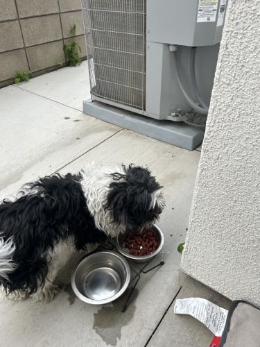 Lost Female Dog last seen Neuhouse Landsea s, Ontario, CA 91761