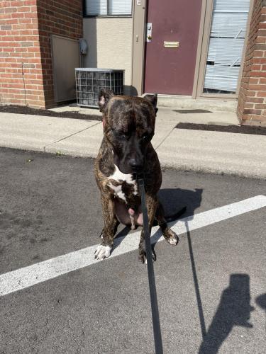 Found/Stray Male Dog last seen Parsons ave , Columbus, OH 43207