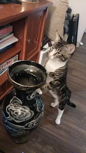 Lost Male Cat last seen SE Chase Rd, Gresham, OR 97080