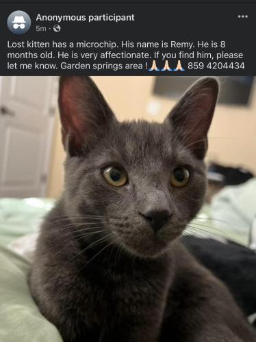Lost Male Cat last seen Lane Allen , Lexington, KY 40504
