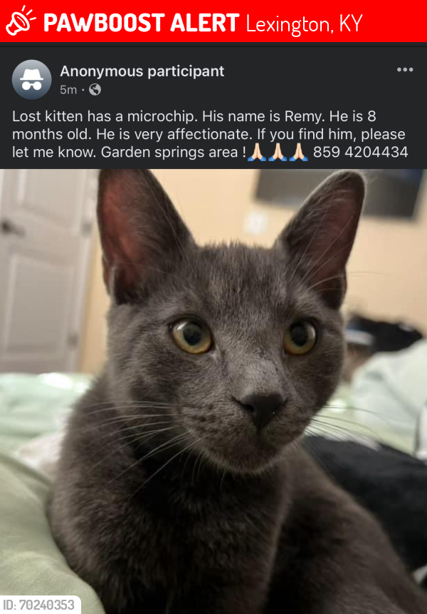 Lost Male Cat last seen Lane Allen , Lexington, KY 40504