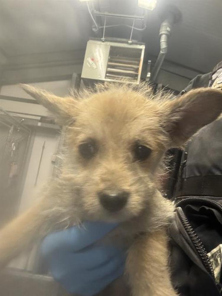 Shelter Stray Male Dog last seen S UNION AV/ DANIELS ST, BAKERSFIELD,CA, Bakersfield, CA 93307