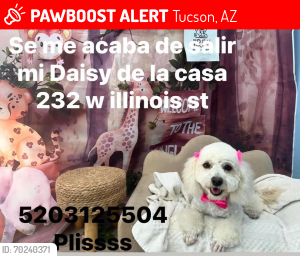 Lost Female Dog last seen Irvington 12 st, Tucson, AZ 85714