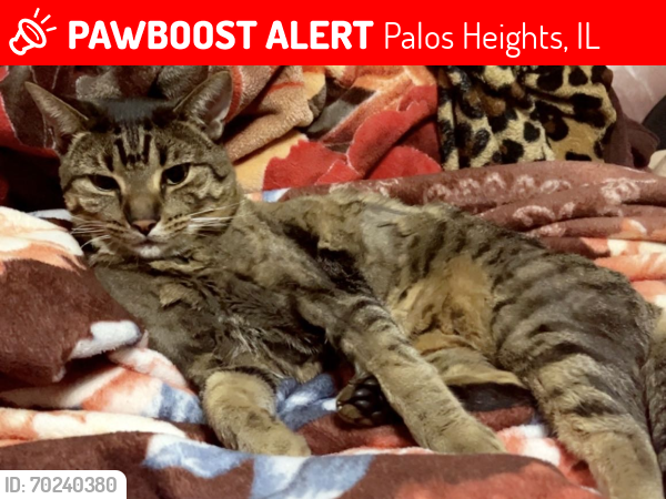 Deceased Male Cat last seen Near harlem , Palos Heights, IL 60463