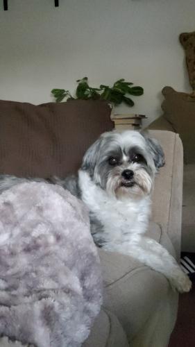 Lost Male Dog last seen Rozalee Dr, Palmdale, CA 93550