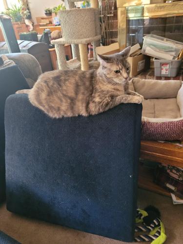 Lost Female Cat last seen Pippin and Westchester, Citrus Heights, CA 95621