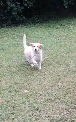Lost Female Dog last seen Abrams and collins , Arlington, TX 76010
