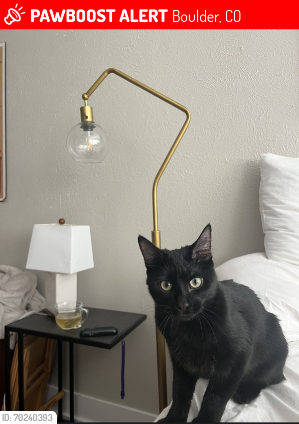Lost Male Cat last seen Walnut and 20th, Boulder, CO 80302