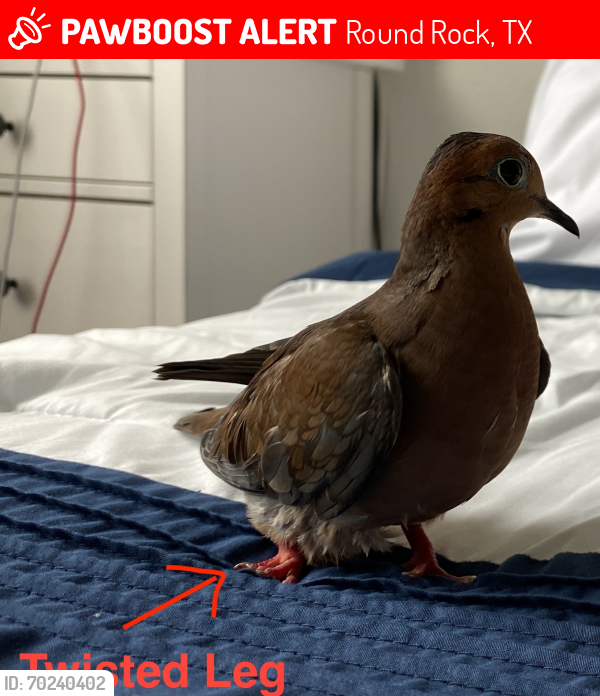 Lost Male Bird last seen Geary St at Highland at Mayfield Ranch, Georgetown Texas, between 1431 and 2243, next to Williamson County Park, Round Rock, TX 78681