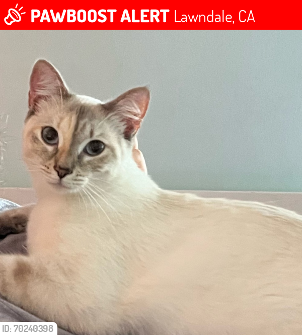 Lost Female Cat last seen Near w 154th St Lawndale , Lawndale, CA 90260