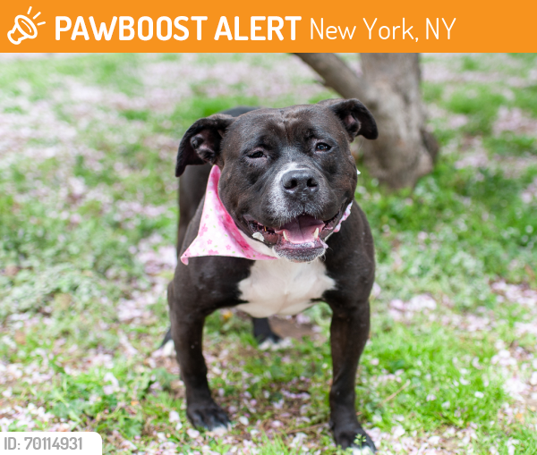Shelter Stray Female Dog last seen Near Laconia Avenue, BRONX, NY, 10466, New York, NY 10029