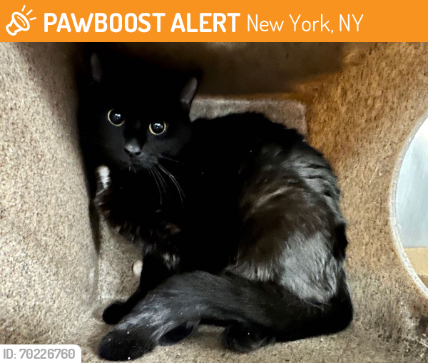 Shelter Stray Female Cat last seen Apt 4F,3092 35th Street, ASTORIA, NY, 11103, New York, NY 10029