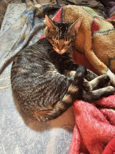 Lost Female Cat last seen California and Blackwood in a La Puente, La Puente, CA 91744
