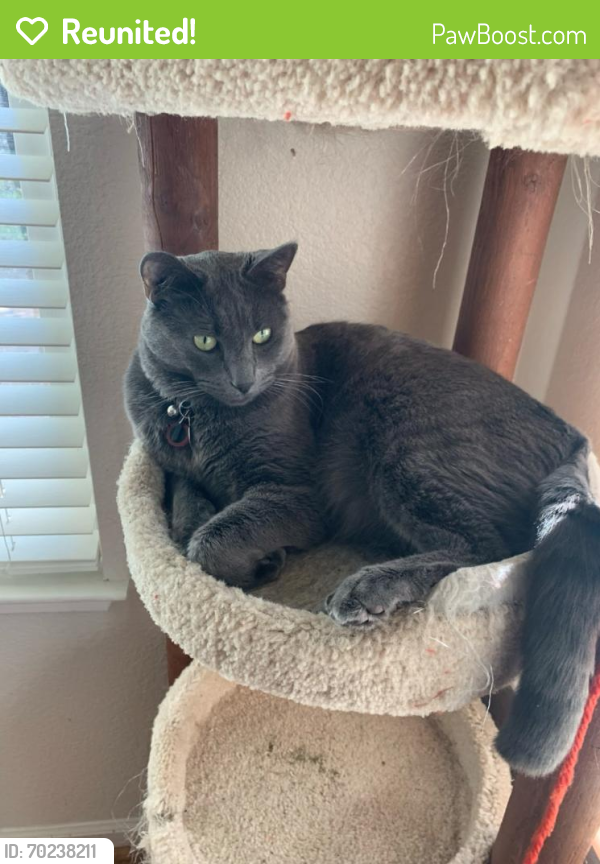 Reunited Male Cat last seen Woodrose Way, Central Ave, Livermore, CA 94551