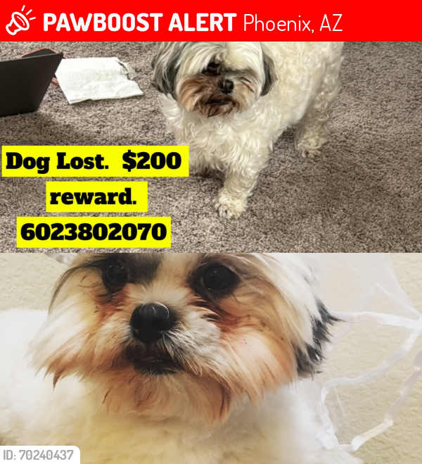 Lost Female Dog last seen 28th Street and Greenway , Phoenix, AZ 85032