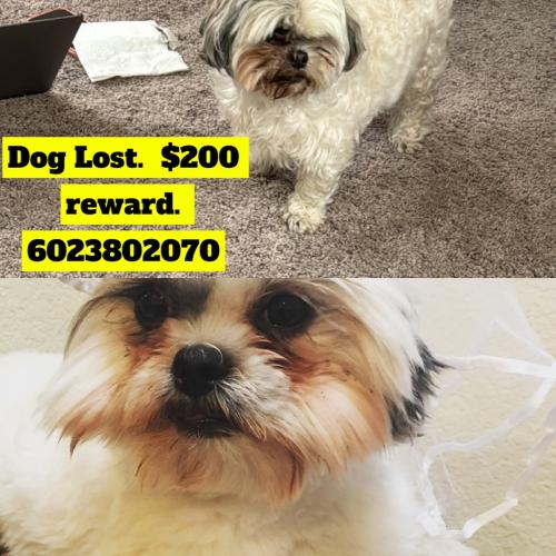 Lost Female Dog last seen 28th Street and Greenway , Phoenix, AZ 85003