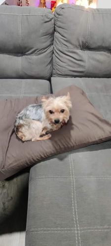 Lost Male Dog last seen Redlands and Jarvis , Perris, CA 92571