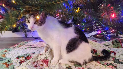 Lost Male Cat last seen Trails at Sheepdraw, Greeley, CO 80634