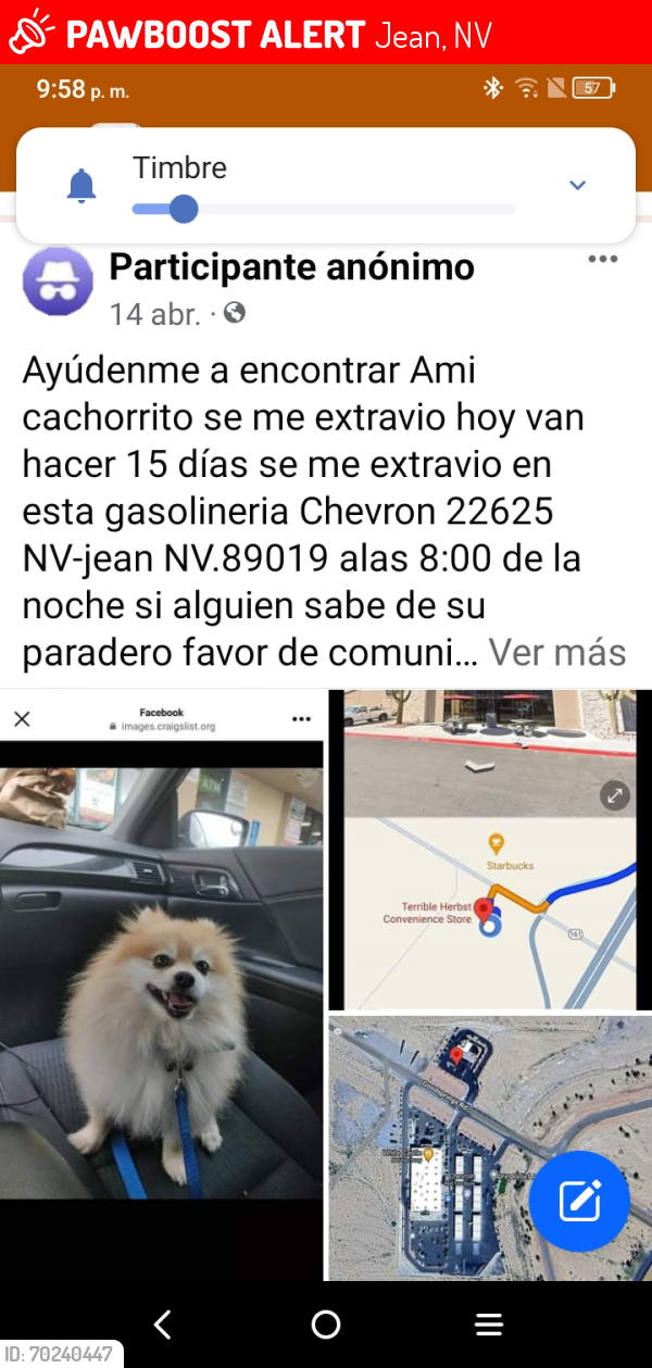 Lost Male Dog last seen Freeay 15n and161 jean nv, Jean, NV 89054