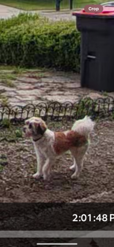 Lost Female Dog last seen Electric & Butterfield Coach, Springdale, AR 72764