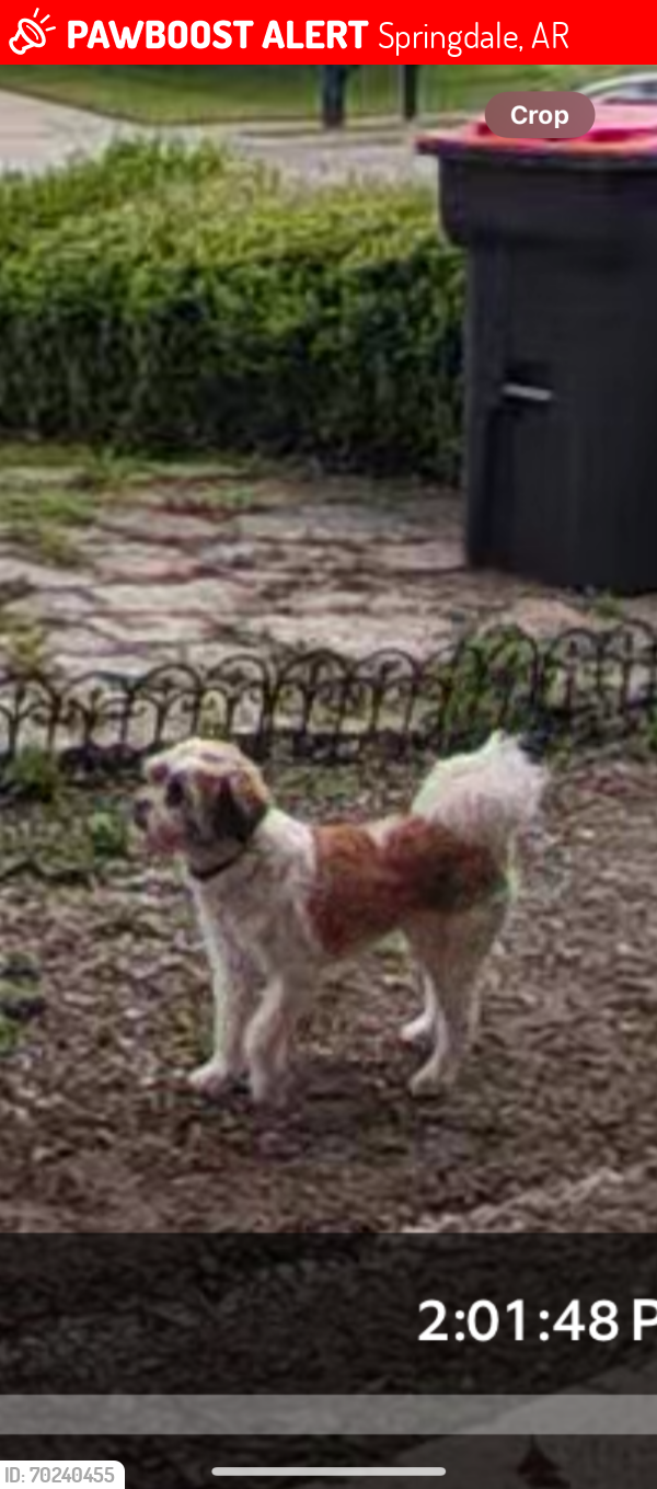 Lost Female Dog last seen Electric & Butterfield Coach, Springdale, AR 72764