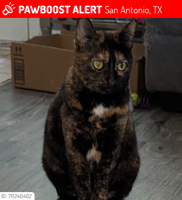 Lost Female Cat last seen West ave, San Antonio, TX 78213