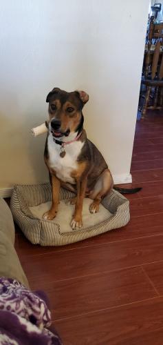 Lost Female Dog last seen N.FM 400 AND CR6400, Lubbock County, TX 79403