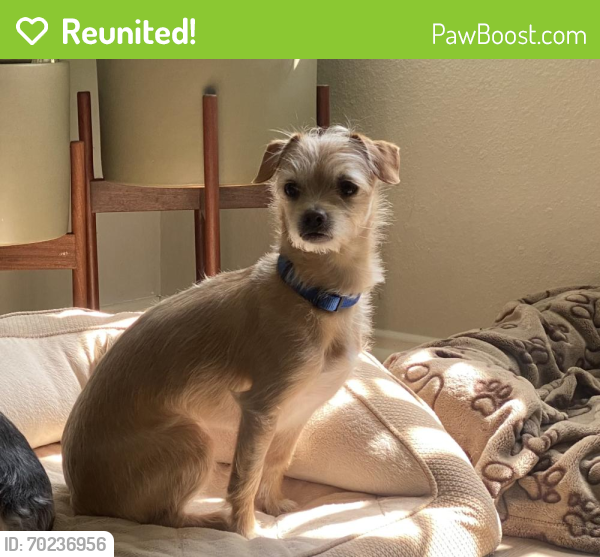 Reunited Male Dog last seen Ralph’s at Ventura and hazeltine, Los Angeles, CA 91423