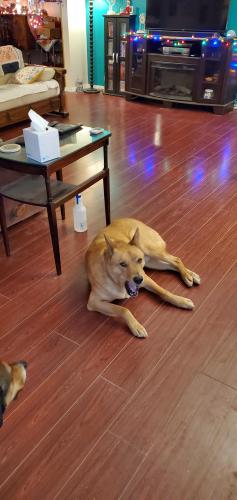 Lost Male Dog last seen N FM 400 AND 6400, Lubbock, TX 79403