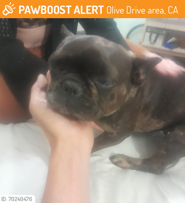 Found/Stray Female Dog last seen Olive and knudsen, Olive Drive area, CA 93308