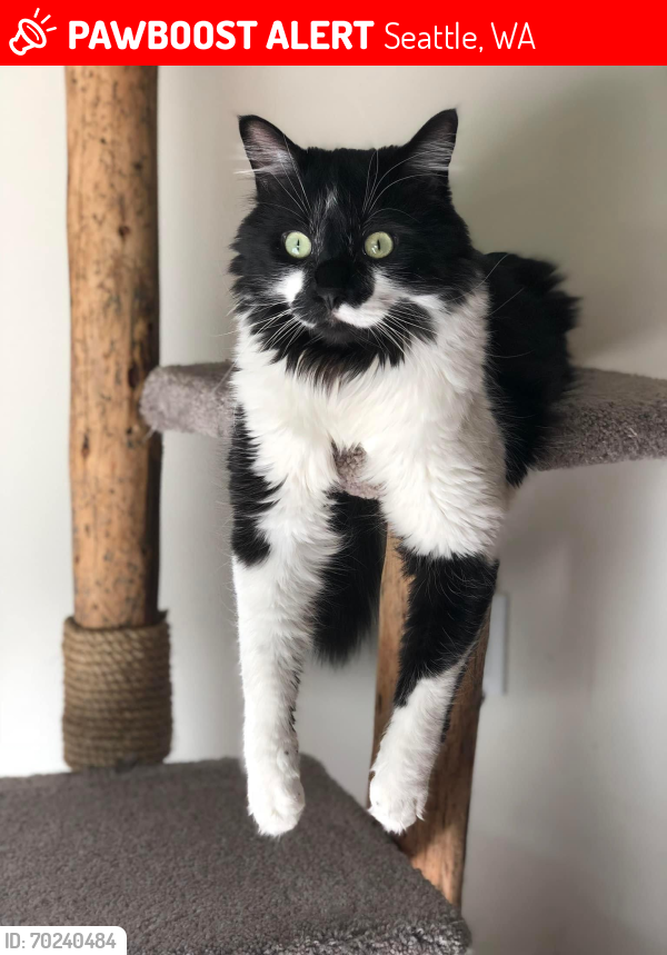 Lost Male Cat last seen 85th and 31st Ave Nw (Sunset Hill), Seattle, WA 98117