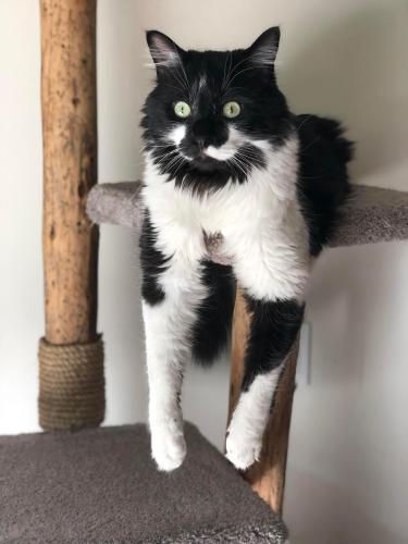 Lost Male Cat last seen 85th and 31st Ave Nw (Sunset Hill), Seattle, WA 98117